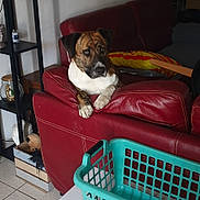 Pacha participe au concours pour gagner de l'argent avec cette photo : dog, couch, living_room, furniture, red_leather, laundry_basket, table, tile_floor, shelf, decor, wall_hanging, pet, domestic, indoor, resting, curious, brown_dog, white_paws, home, relaxing