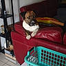 dog, couch, living_room, furniture, red_leather, laundry_basket, table, tile_floor, shelf, decor, wall_hanging, pet, domestic, indoor, resting, curious, brown_dog, white_paws, home, relaxing