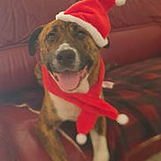 Pacha participe au concours pour gagner de l'argent avec cette photo : dog, santa_hat, scarf, couch, living_room, holiday, christmas, pet, brindle, tongue_out, smiling, cozy, indoor, furniture, blanket, festive, portrait, paw, ears, nose