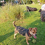 Rubis a rejoint le concours — aidez-le/la à gagner de superbes lots ! animal, bush, canine, collar, dog, garden, grass, greenery, happy, leisure, nature, outdoor, pet, plant, playful, relaxing, summer, sunlight, tennis_ball, yard
