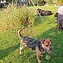 dog, grass, garden, sunlight, tennis_ball, collar, plant, bush, relaxing, pet, outdoor, animal, greenery, summer, leisure, canine, playful, yard, nature, happy