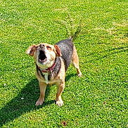 Rubis a rejoint le concours — aidez-le/la à gagner de superbes lots ! dog, grass, outdoor, pet, canine, sunlight, shadow, barking, collar, greenery, nature, animal, daylight, mammal, playful, fur, ears, tail, standing, happy