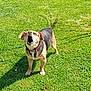 animal, barking, canine, collar, daylight, dog, ears, fur, grass, greenery, happy, mammal, nature, outdoor, pet, playful, shadow, standing, sunlight, tail