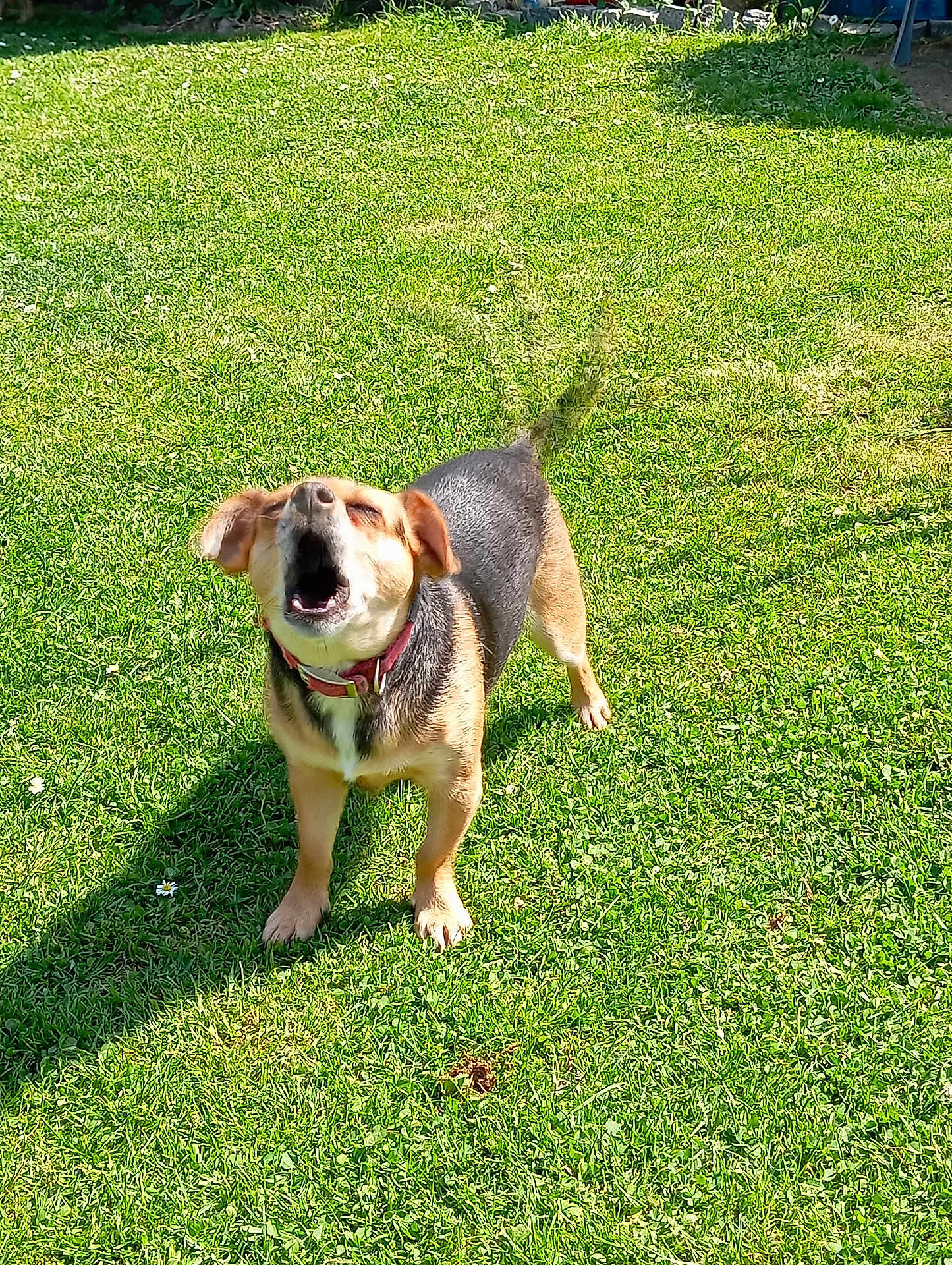 Rubis a rejoint le concours — aidez-le/la à gagner de superbes lots ! dog, grass, outdoor, pet, canine, sunlight, shadow, barking, collar, greenery, nature, animal, daylight, mammal, playful, fur, ears, tail, standing, happy