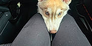 Koda is registered to the contest to win money with this photo: puppy, dog, husky, blue_eyes, pet, lap, black_pants, car_interior, hand, resting, cute, young_dog, canine, companion, indoor, waiting, fur, ears, nose, closeup