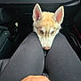 puppy, dog, husky, blue_eyes, pet, lap, black_pants, car_interior, hand, resting, cute, young_dog, canine, companion, indoor, waiting, fur, ears, nose, closeup