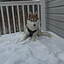 animal, bare_trees, canine, cold, curious, daylight, dog, forest, fur, house_siding, husky, nature, outdoor, pet, porch, puppy, railing, sitting, snow, winter
