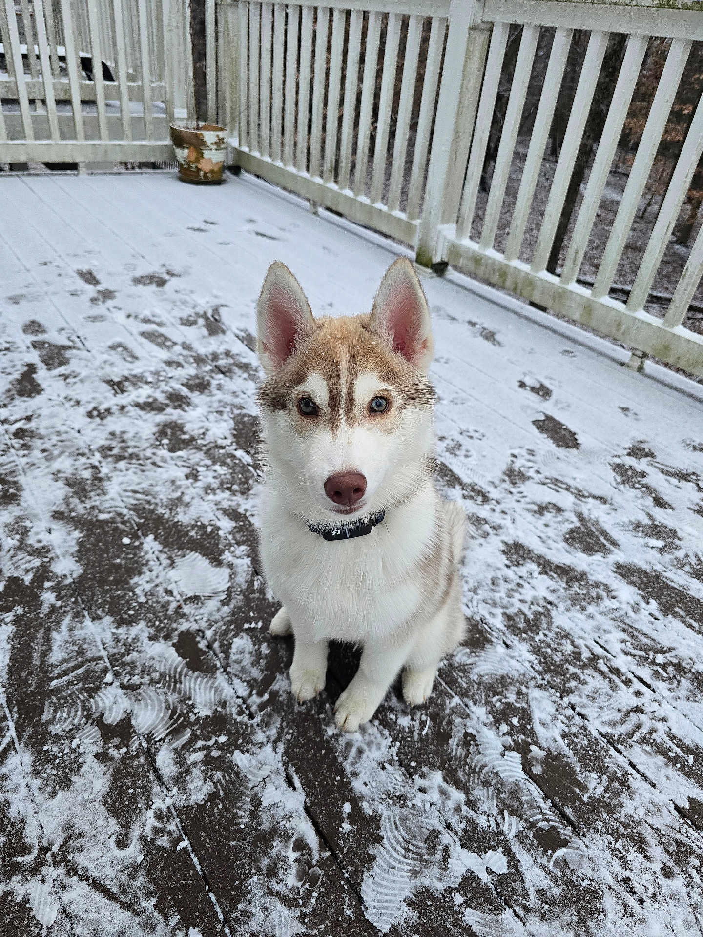Koda