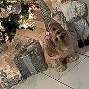 Molly is registered to the contest to win money with this photo: dog, small_dog, bow, sweater, gift_box, silver, christmas_tree, ornament, lights, santa_figure, holiday, festive, floor_tile, decorations, indoor, cute, pet, christmas, holiday_season, winter