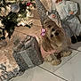 dog, small_dog, bow, sweater, gift_box, silver, christmas_tree, ornament, lights, santa_figure, holiday, festive, floor_tile, decorations, indoor, cute, pet, christmas, holiday_season, winter