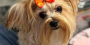 Molly is registered to the contest to win money with this photo: dog, bow, pet, cute, fluffy, fur, animal, indoor, blanket, portrait, looking_up, small_dog, accessory, adorable, soft_focus, cozy, domestic_animal, companion, closeup, cute_pet