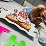 Molly joined the competition — help win amazing prizes! dog, birthday_cake, table, marble_surface, striped_clothing, licking_lips, decorated_cake, candle, sprinkles, bone_shaped_cake, pink_bow, small_dog, party, celebration, indoor, colorful_letters, white_plate, closeup, pet, cute