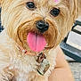 Molly joined the competition — help win amazing prizes! dog, pet, pink_bow, tongue_out, cute, fluffy, close_up, collar, heart_shaped_tag, outdoor, hand, person, fur, animal, smile, happy, portrait, friendly, companion, adorable