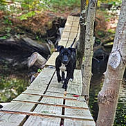 Stella joined the competition — help win amazing prizes! dog, puppy, black_dog, wooden_bridge, forest, trees, nature, outdoor, greenery, path, water, logs, rustic, walking, animal, canine, daylight, adventure, playful, young_dog