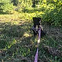 Stella joined the competition — help win amazing prizes! dog, black_dog, harness, leash, grass, outdoor, nature, sunlight, greenery, trees, pet, animal, sitting, garden, daylight, canine, young_dog, field, shadows, flora