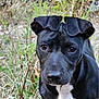 Stella is registered to the contest to win money with this photo: dog, black_dog, outdoor, grass, wooden_planks, nature, pet, animal, curious, close_up, young_dog, ears, face, muzzle, eyes, tongue, twig, ground, white_chest, standing