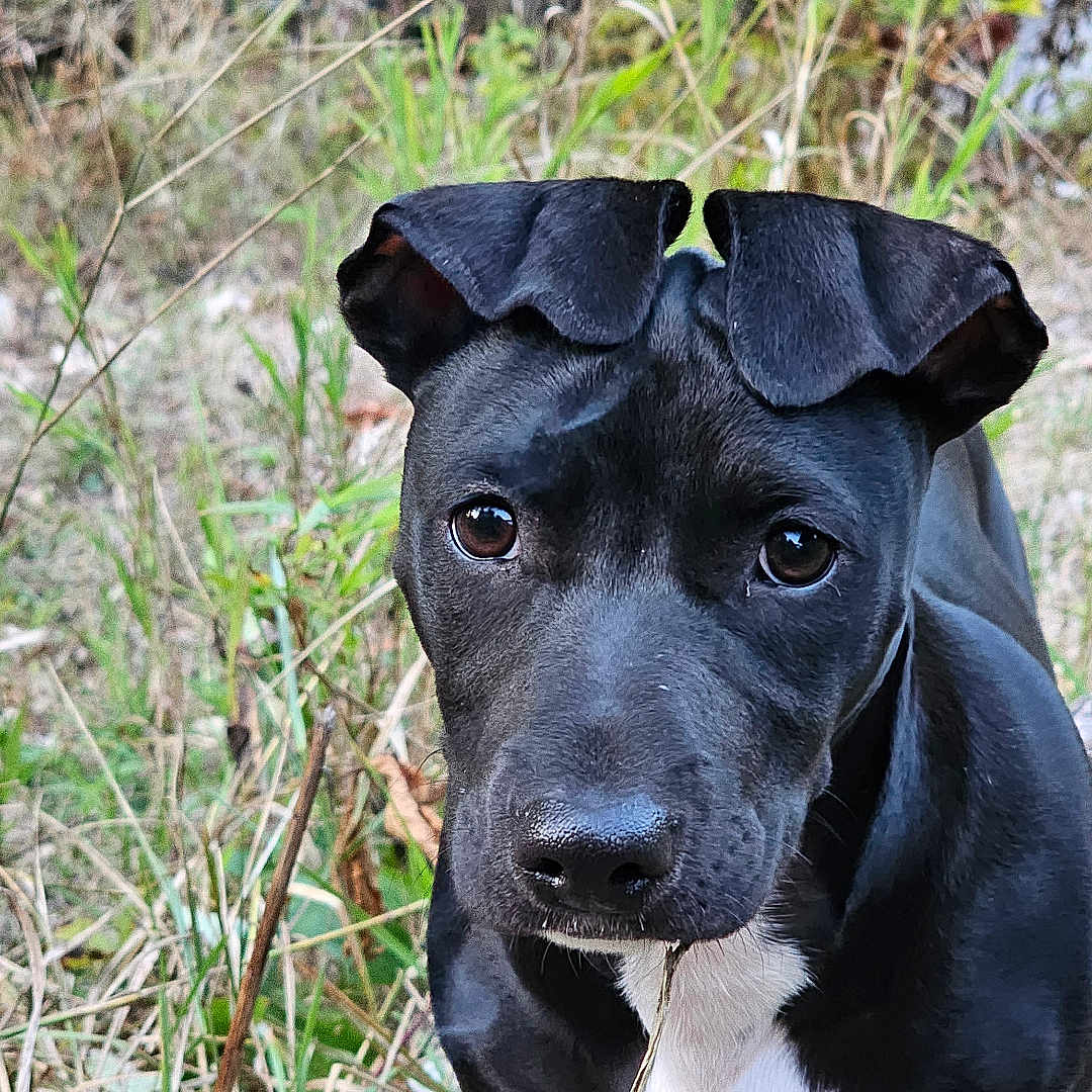 Stella is registered to the contest to win money with this photo: animal, black_dog, close_up, curious, dog, ears, eyes, face, grass, ground, muzzle, nature, outdoor, pet, standing, tongue, twig, white_chest, wooden_planks, young_dog