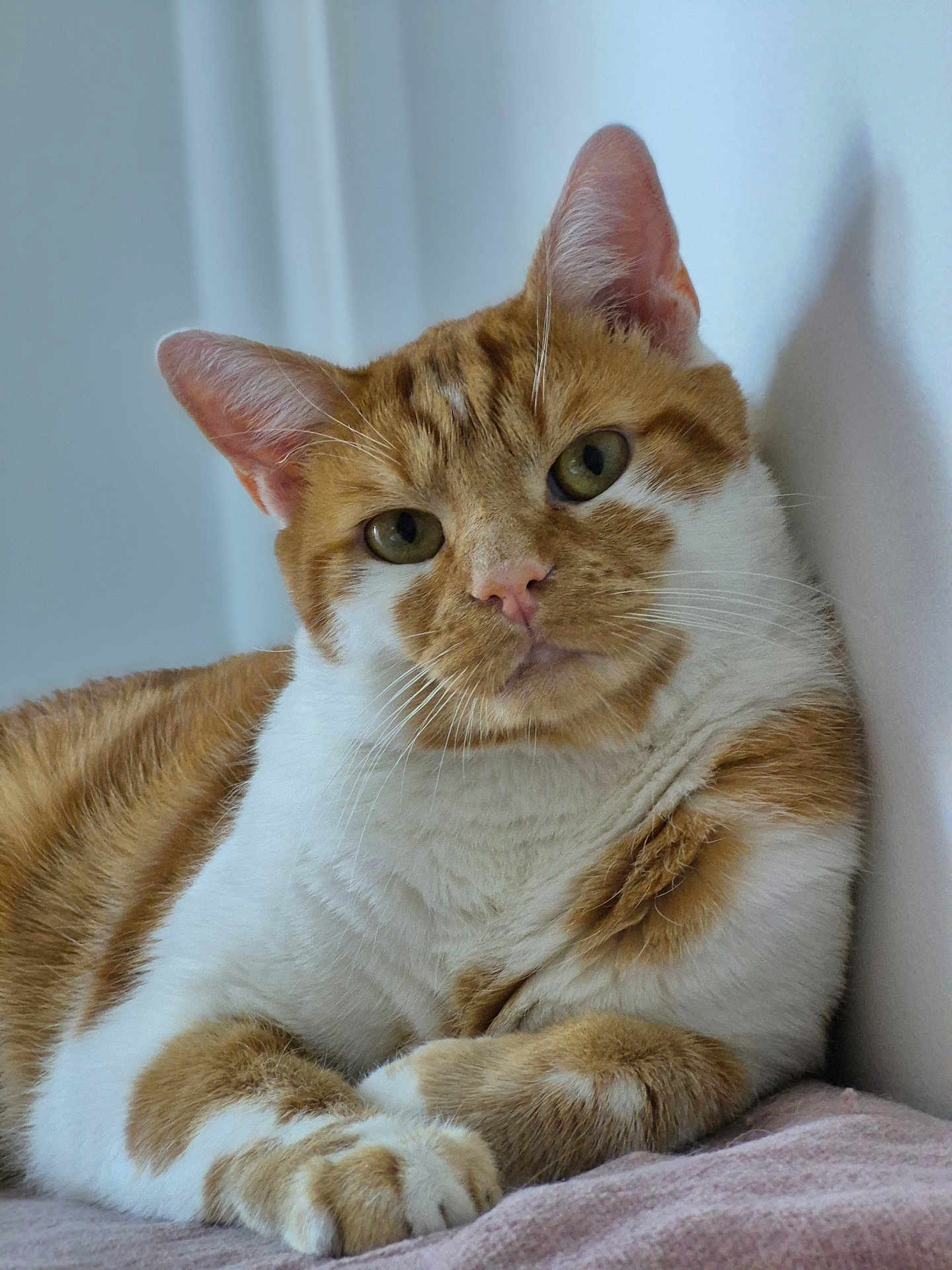 Vito