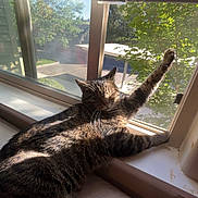 Beanie is registered to the contest to win money with this photo: animal, cat, daylight, feline, greenery, house, indoor, pet, relaxing, resting, screen, shadow, stretching, suburban, sunlight, tabby_cat, tree, whiskers, window, windowsill