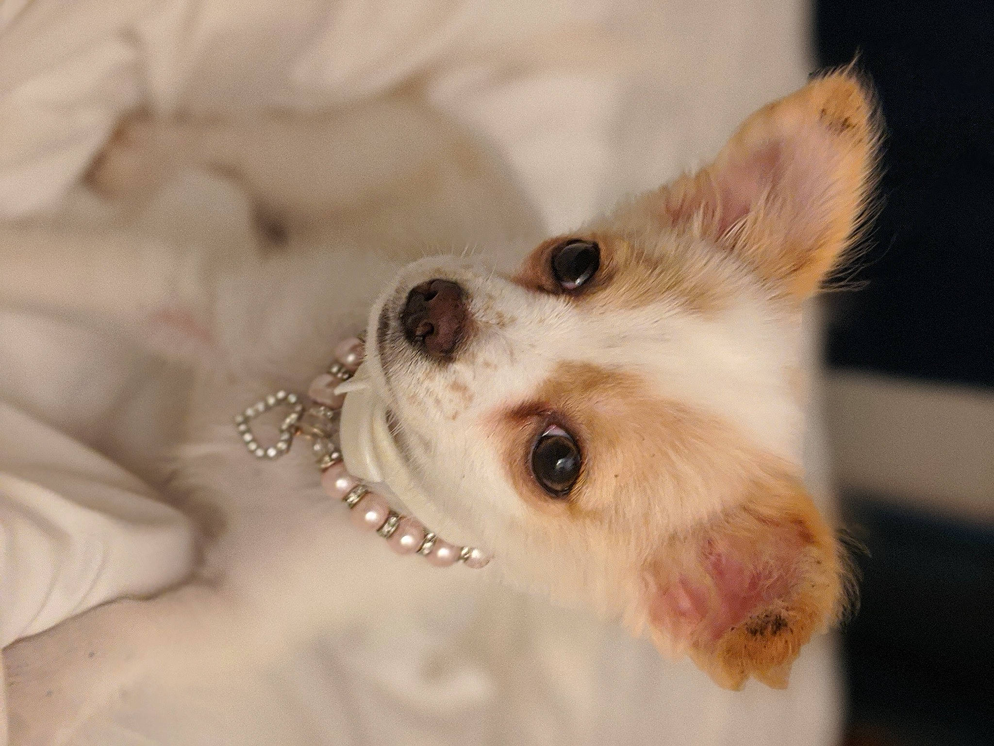 Bailey Ann joined the competition — help win amazing prizes! canidae, carnivore, chihuahua, close_up, companion_dog, dog, dog_breed, ear, eye, head, mammal, nose, organ, puppy, puppy_love, rare_breed_dog, skin, snout, toy_dog, whiskers