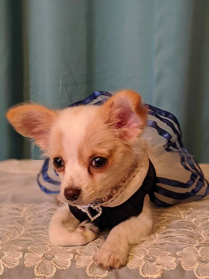Bailey Ann joined the competition — help win amazing prizes! canidae, carnivore, chihuahua, companion_dog, corgi_chihuahua, dog, dog_breed, ear, eye, fawn, mammal, puppy, skin, snout, toy_dog, vertebrate, whiskers