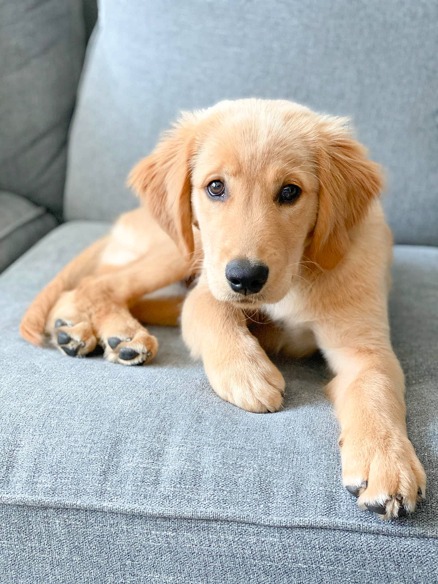 Sunny joined the competition — help win amazing prizes! beige, canidae, carnivore, companion_dog, couch, dog, dog_breed, fawn, fur, golden_retriever, gun_dog, home_accessories, living_room, retriever, snout, sporting_group, vertebrate, whiskers, working_animal