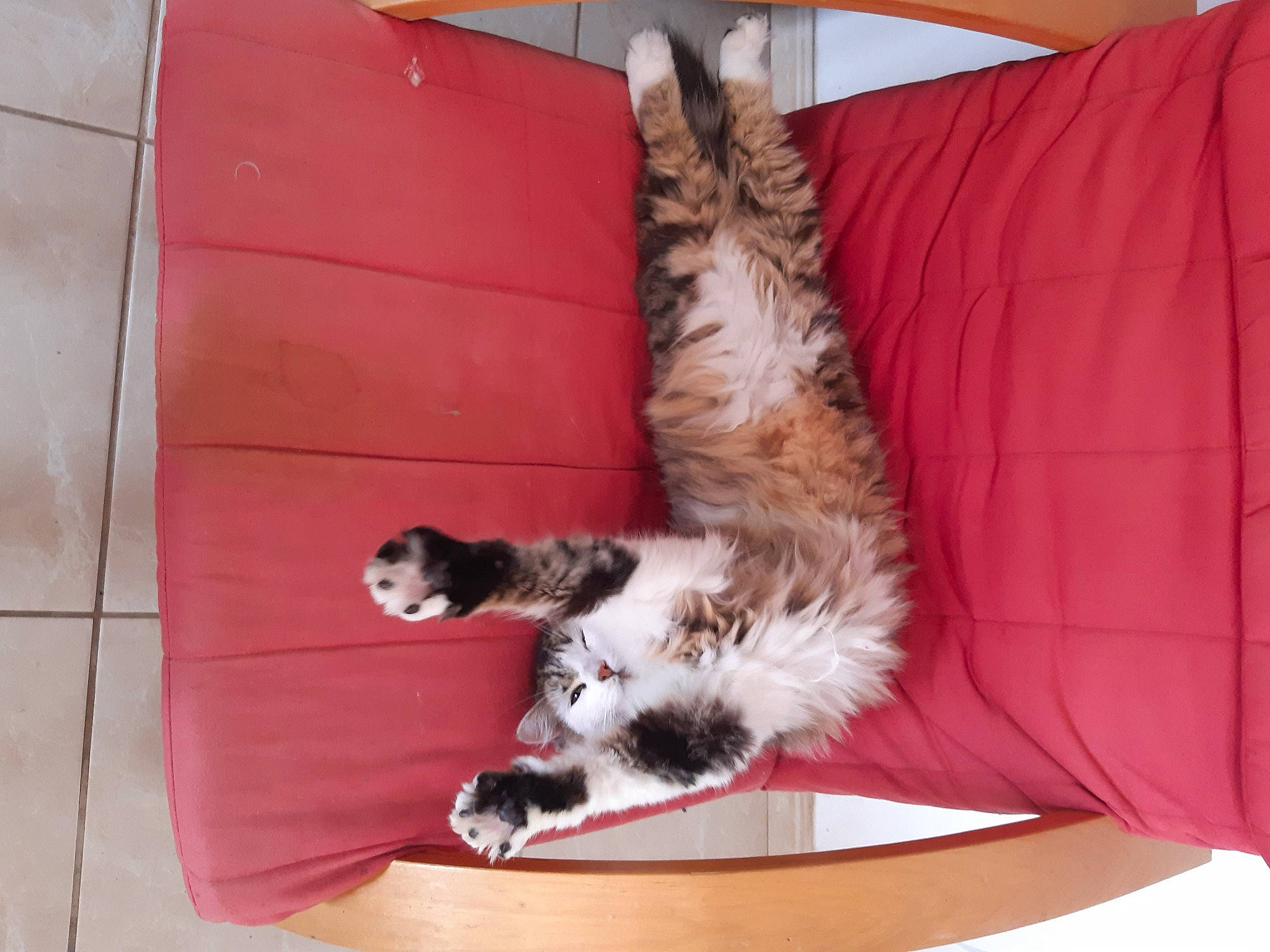 Ruby participe au concours pour gagner de l'argent avec cette photo : canidae, carnivore, cat, comfort, companion_dog, couch, dog_breed, domestic_short_haired_cat, fawn, felidae, flooring, fur, hardwood, mammal, paw, small_to_medium_sized_cats, sporting_group, tail, whiskers, wood