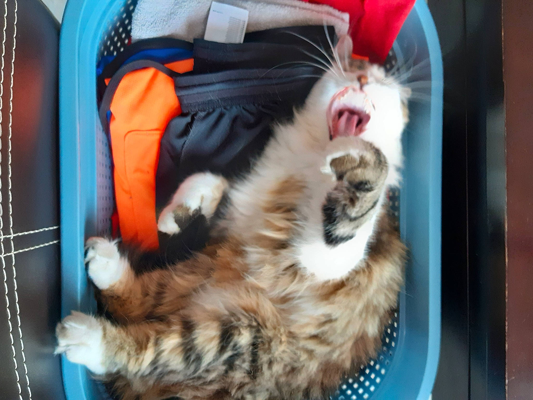 Ruby participe au concours pour gagner de l'argent avec cette photo : bag, baggage, canidae, carnivore, cat, claw, comfort, companion_dog, domestic_short_haired_cat, fawn, felidae, fur, luggage_and_bags, nap, paw, small_to_medium_sized_cats, snout, suitcase, tail, whiskers