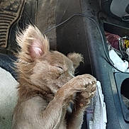 Little is registered to the contest to win money with this photo: dog, sleeping, paw, fluffy, car, seat, interior, cozy, cute, pet, relaxed, resting, animal, closeup, fur, ears, napping, domestic_animal, car_floor, paper
