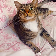 Ricky is registered to the contest to win money with this photo: cat, tabby, pet, animal, feline, bed, bedding, floral, pink, white, toy, whiskers, ears, paws, curious, indoor, resting, cute, closeup, attention