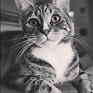 Boo is registered to the contest to win money with this photo: cat, tabby, close_up, whiskers, feline, pet, animal, indoor, portrait, black_and_white, curious, relaxed, fur, mammal, domestic_cat, face, eyes, nose, paw, soft_focus