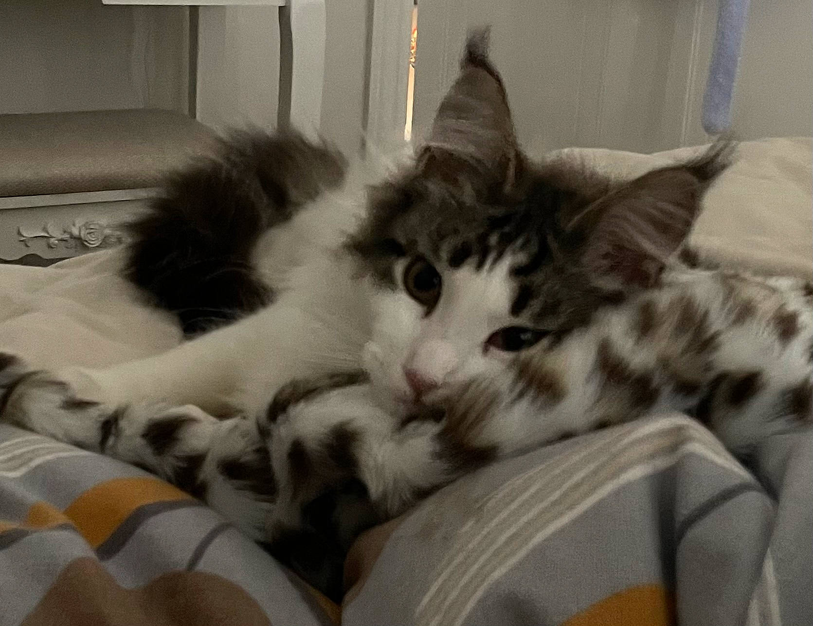 Beatrice joined the competition — help win amazing prizes! bed, bedding, carnivore, cat, claw, comfort, domestic_short_haired_cat, felidae, fur, linens, monochrome, monochrome_photography, nap, paw, room, sleep, small_to_medium_sized_cats, snout, tail, whiskers