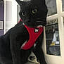 Java participe au concours pour gagner de l'argent avec cette photo : cat, black_cat, pet, harness, red_harness, indoor, kitchen, curious, animal, feline, whiskers, yellow_eyes, domestic_cat, close_up, sitting, countertop, household, window, glass_cabinet, reflection