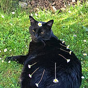 Java a rejoint le concours — aidez-le/la à gagner de superbes lots ! black_cat, cat, grass, daisies, flowers, nature, outdoor, animal, pet, fur, greenery, sunlight, relaxed, lying_down, close_up, whiskers, meadow, calm, flora, spring