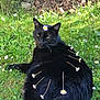 black_cat, cat, grass, daisies, flowers, nature, outdoor, animal, pet, fur, greenery, sunlight, relaxed, lying_down, close_up, whiskers, meadow, calm, flora, spring