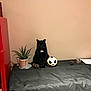 Java a rejoint le concours — aidez-le/la à gagner de superbes lots ! cat, black_cat, plant, aloe_vera, pine_cone, decor, table, table_cover, indoor, feline, pet, houseplant, black_fur, white_patch, still_life, ornament, minimalist, beige_wall, sitting, calm
