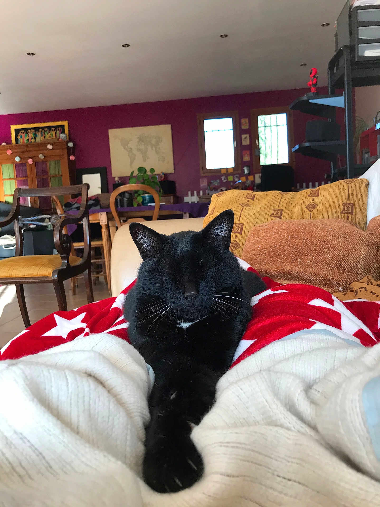 Java a rejoint le concours — aidez-le/la à gagner de superbes lots ! black_cat, cat, pet, indoor, cozy, blanket, red_blanket, white_stars, furniture, chair, cushion, wooden_chair, living_room, relaxing, animal, domestic_cat, comfort, home_interior, person_legs, warm