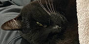 Java a rejoint le concours — aidez-le/la à gagner de superbes lots ! animal, black_cat, blanket, casual, cat, clothing, comfort, cozy, floor, fur, home, indoors, lap, person, pet, radiator, relaxation, resting, sleeping, whiskers