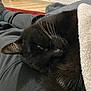 cat, black_cat, pet, animal, whiskers, fur, sleeping, resting, blanket, lap, cozy, indoors, home, comfort, relaxation, person, clothing, floor, radiator, casual