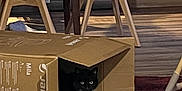 Java a rejoint le concours — aidez-le/la à gagner de superbes lots ! cat, black_cat, cardboard_box, indoor, furniture, chair, table, rug, wood_floor, pet, animal, domestic, cozy, home, curious, eyes, shadow, box_flaps, modern, quiet