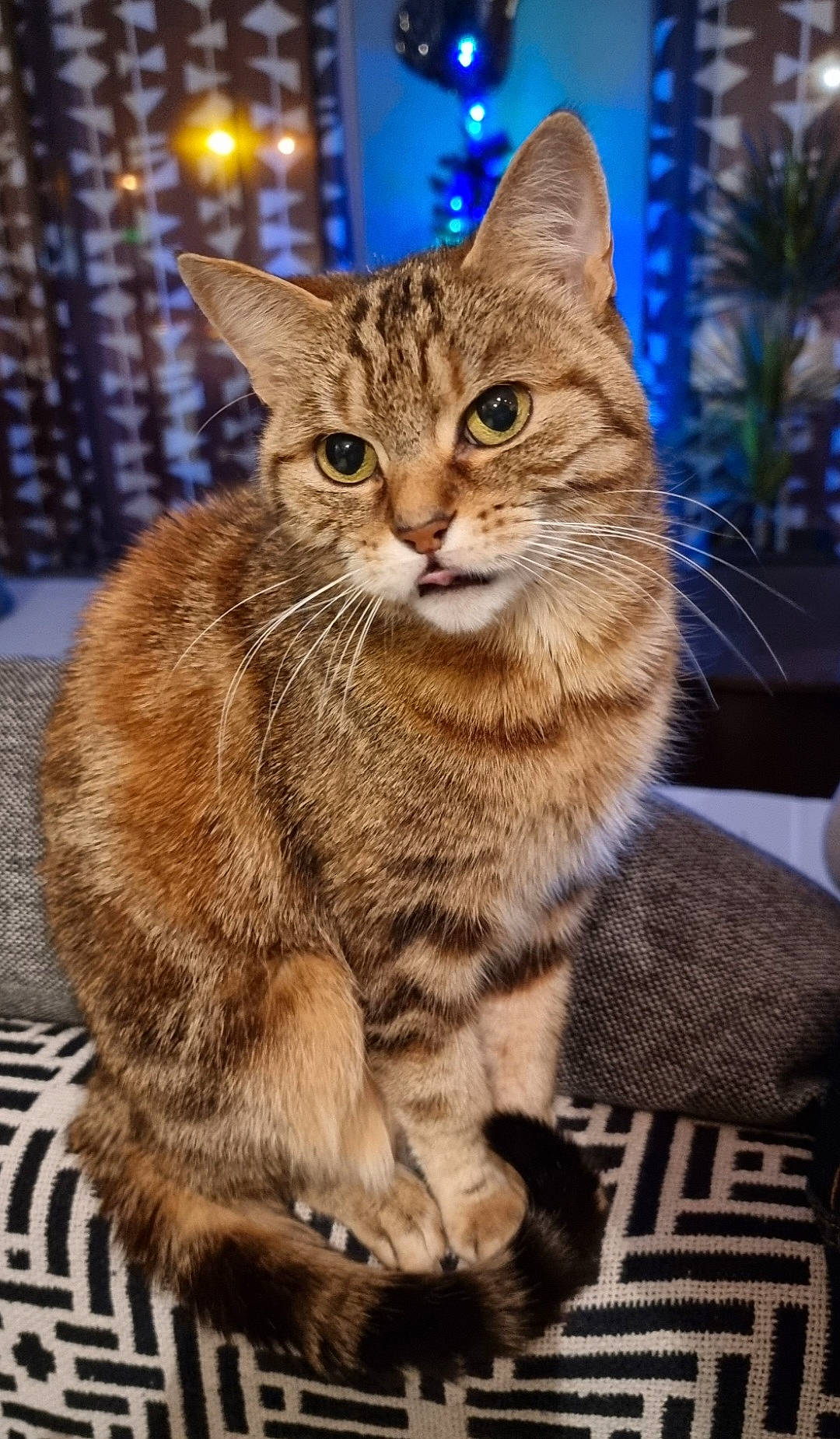 Duty participe au concours pour gagner de l'argent avec cette photo : blue, carnivore, cat, claw, domestic_short_haired_cat, fawn, felidae, fur, houseplant, paw, sitting, small_to_medium_sized_cats, snout, tail, terrestrial_animal, tree, whiskers, wildlife