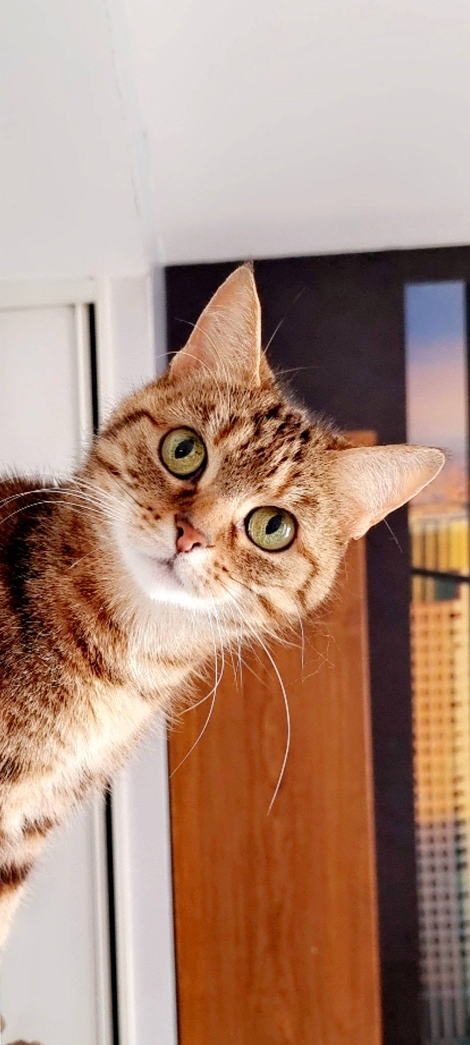 Duty a rejoint le concours — aidez-le/la à gagner de superbes lots ! carnivore, cat, domestic_short_haired_cat, door, ear, eye, fawn, felidae, fur, gesture, iris, paw, small_to_medium_sized_cats, snout, tail, terrestrial_animal, whiskers, window, wood