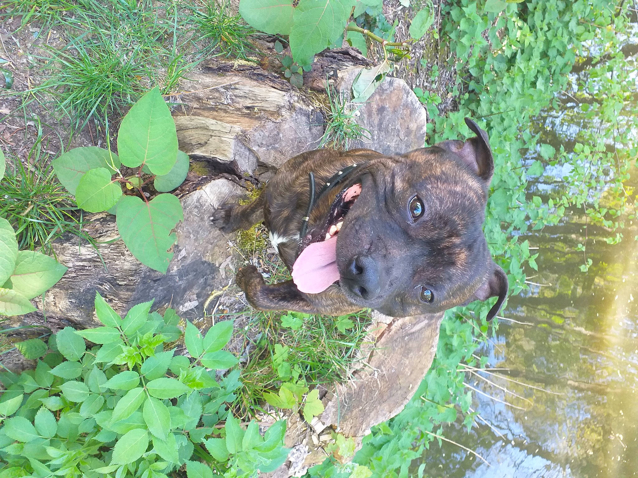 Niños participe au concours pour gagner de l'argent avec cette photo : annual_plant, canidae, carnivore, dog, dog_breed, fawn, grass, groundcover, herb, herbaceous_plant, liver, plant, snout, soil, sporting_group, terrestrial_animal, terrestrial_plant, water, wildlife, working_animal