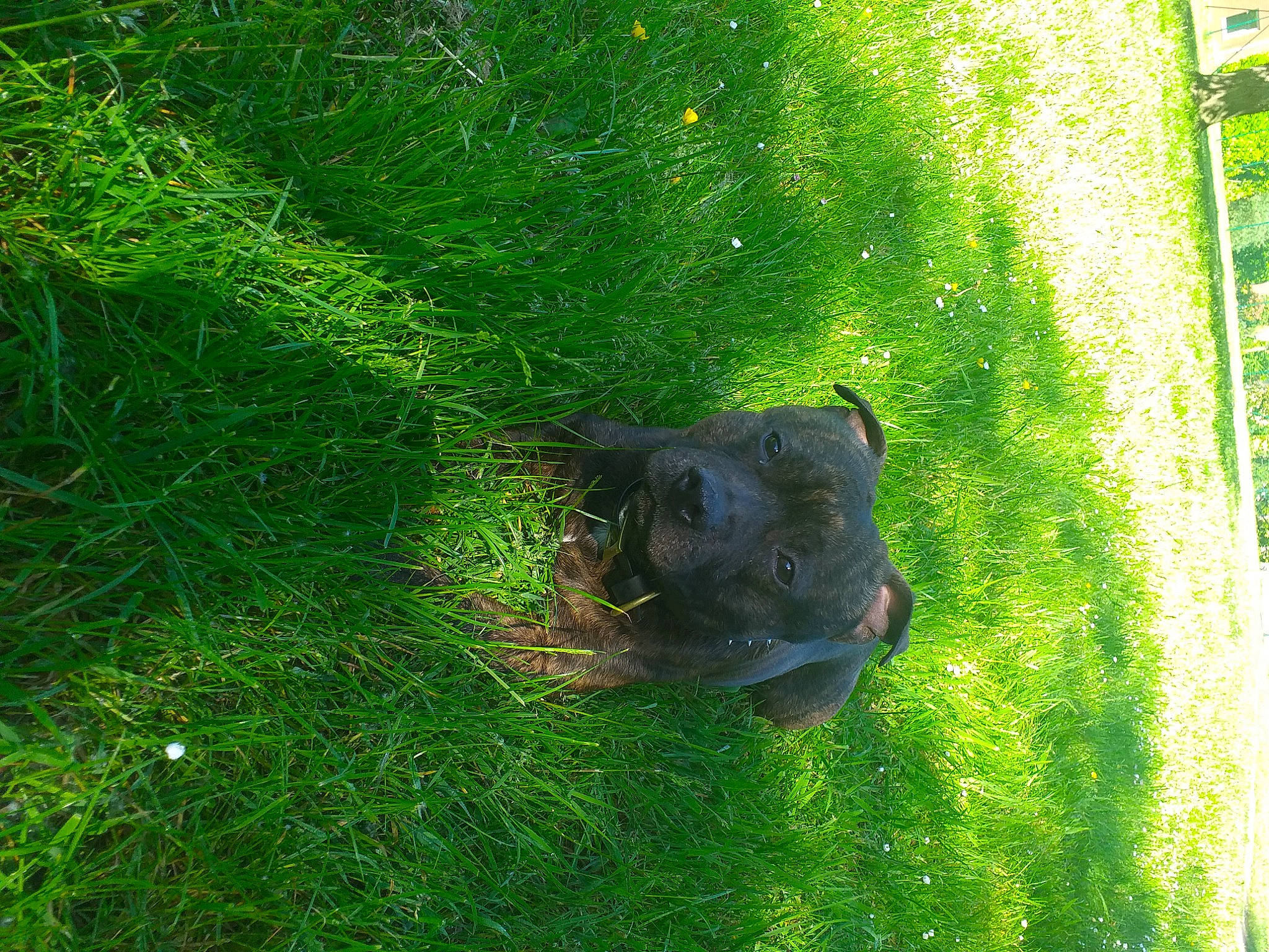 Niños participe au concours pour gagner de l'argent avec cette photo : amphibian, aquatic_plant, electric_blue, grass, grass_family, grassland, groundcover, landscape, lawn, natural_landscape, non_vascular_land_plant, people_in_nature, plant, soil, terrestrial_animal, terrestrial_plant, toad, tree, water, window
