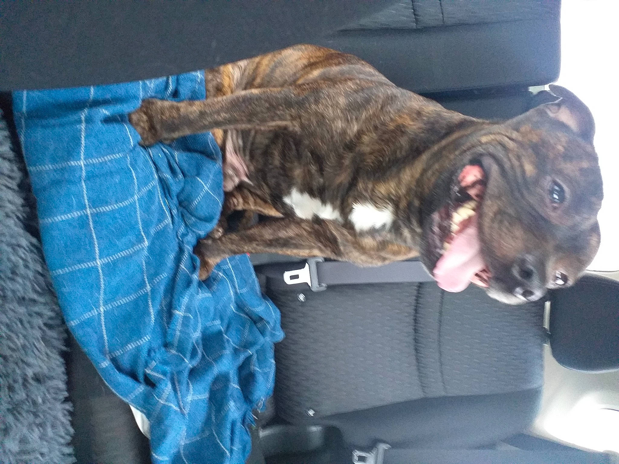 Niños participe au concours pour gagner de l'argent avec cette photo : canidae, carnivore, claw, collar, comfort, companion_dog, dog, dog_breed, dog_collar, fawn, felidae, fur, guard_dog, liver, small_to_medium_sized_cats, snout, sporting_group, tail, vehicle, whiskers