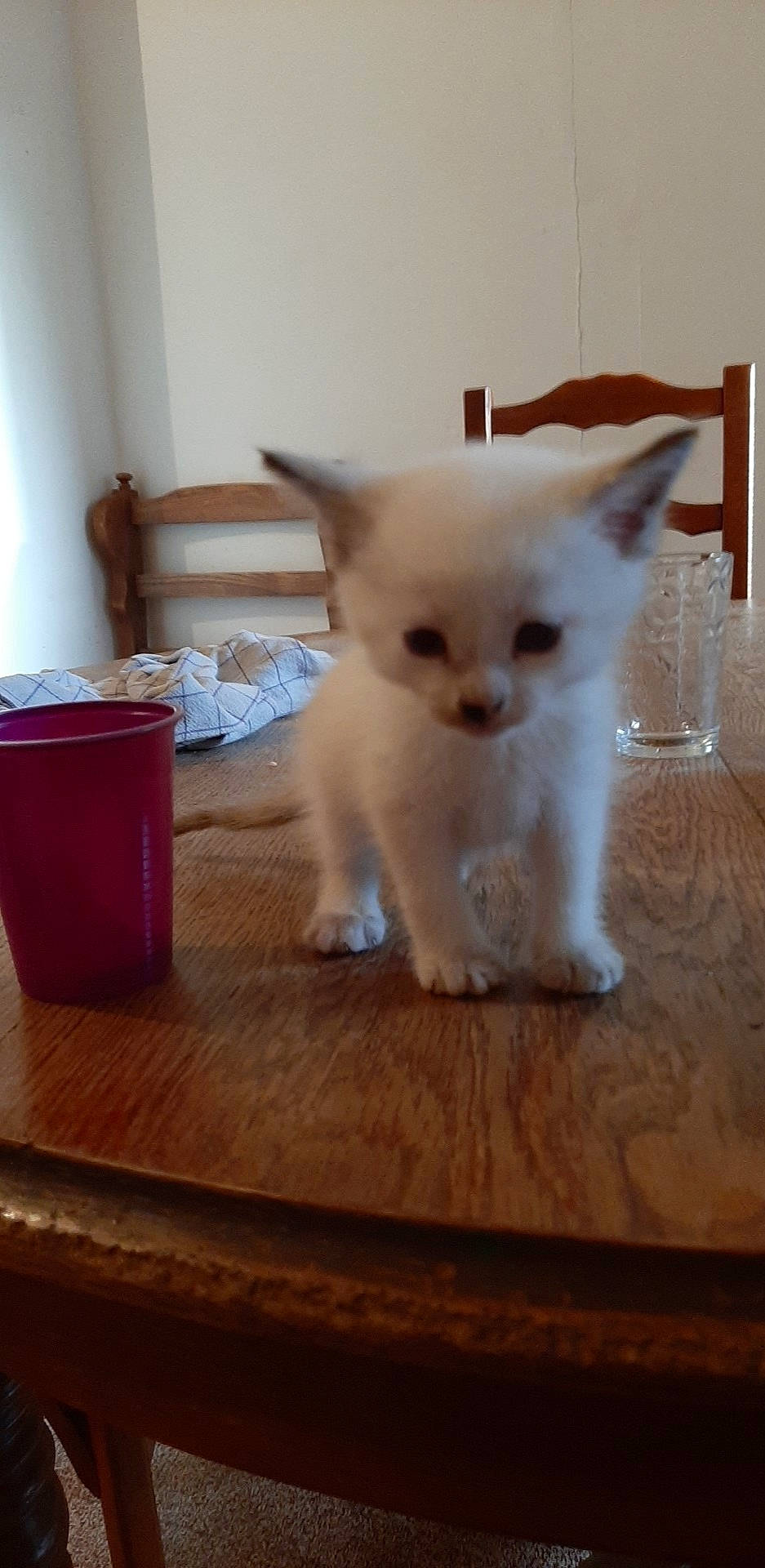 Oréo participe au concours pour gagner de l'argent avec cette photo : asian, balinese, burmilla, carnivore, cat, colorpoint_shorthair, fawn, felidae, javanese, kitten, mammal, ojos_azules, ragdoll, small_to_medium_sized_cats, thai, tonkinese, turkish_angora, turkish_van, vertebrate, whiskers