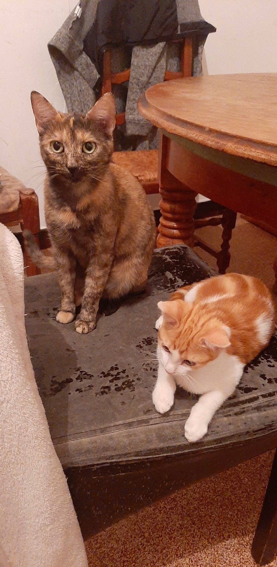 Bidule a rejoint le concours — aidez-le/la à gagner de superbes lots ! aegean_cat, american_wirehair, arabian_mau, asian, carnivore, cat, domestic_short_haired_cat, european_shorthair, fawn, felidae, german_rex, kitten, mammal, ojos_azules, polydactyl_cat, small_to_medium_sized_cats, tabby_cat, tail, vertebrate, whiskers