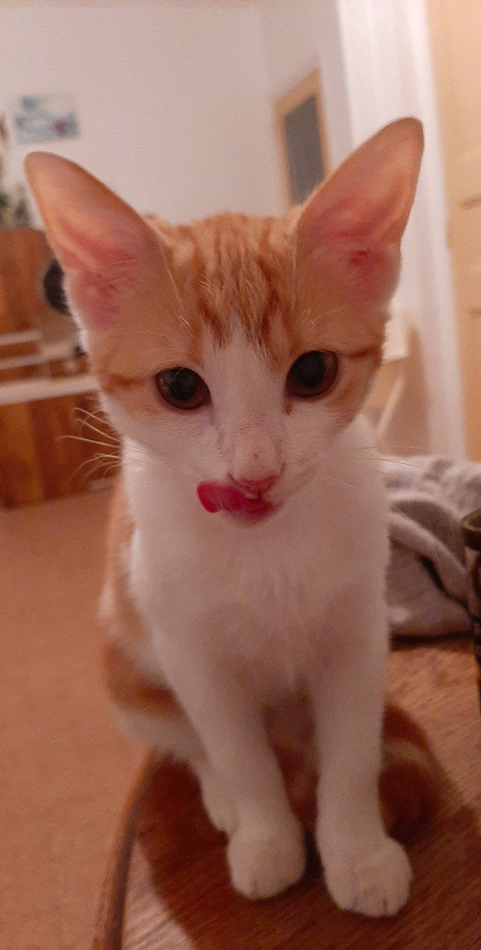 Bidule a rejoint le concours — aidez-le/la à gagner de superbes lots ! aegean_cat, american_wirehair, arabian_mau, asian, carnivore, cat, domestic_short_haired_cat, european_shorthair, fawn, felidae, german_rex, javanese, kitten, mammal, oriental_longhair, oriental_shorthair, small_to_medium_sized_cats, snout, vertebrate, whiskers