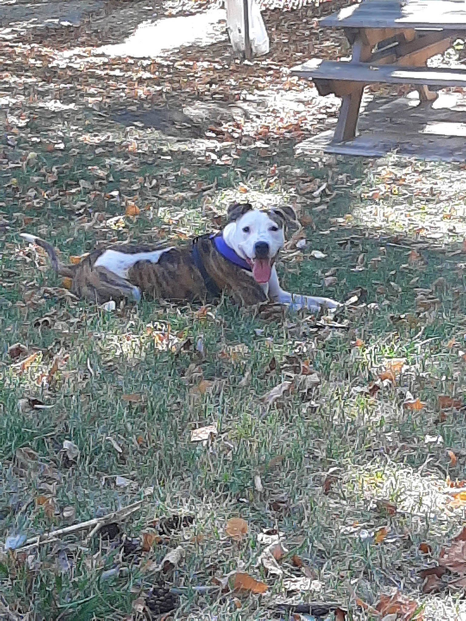 Wilo a rejoint le concours — aidez-le/la à gagner de superbes lots ! american_pit_bull_terrier, canidae, carnivore, dog, dog_breed, fawn, grass, hunting_dog, mountain_cur, sporting_group