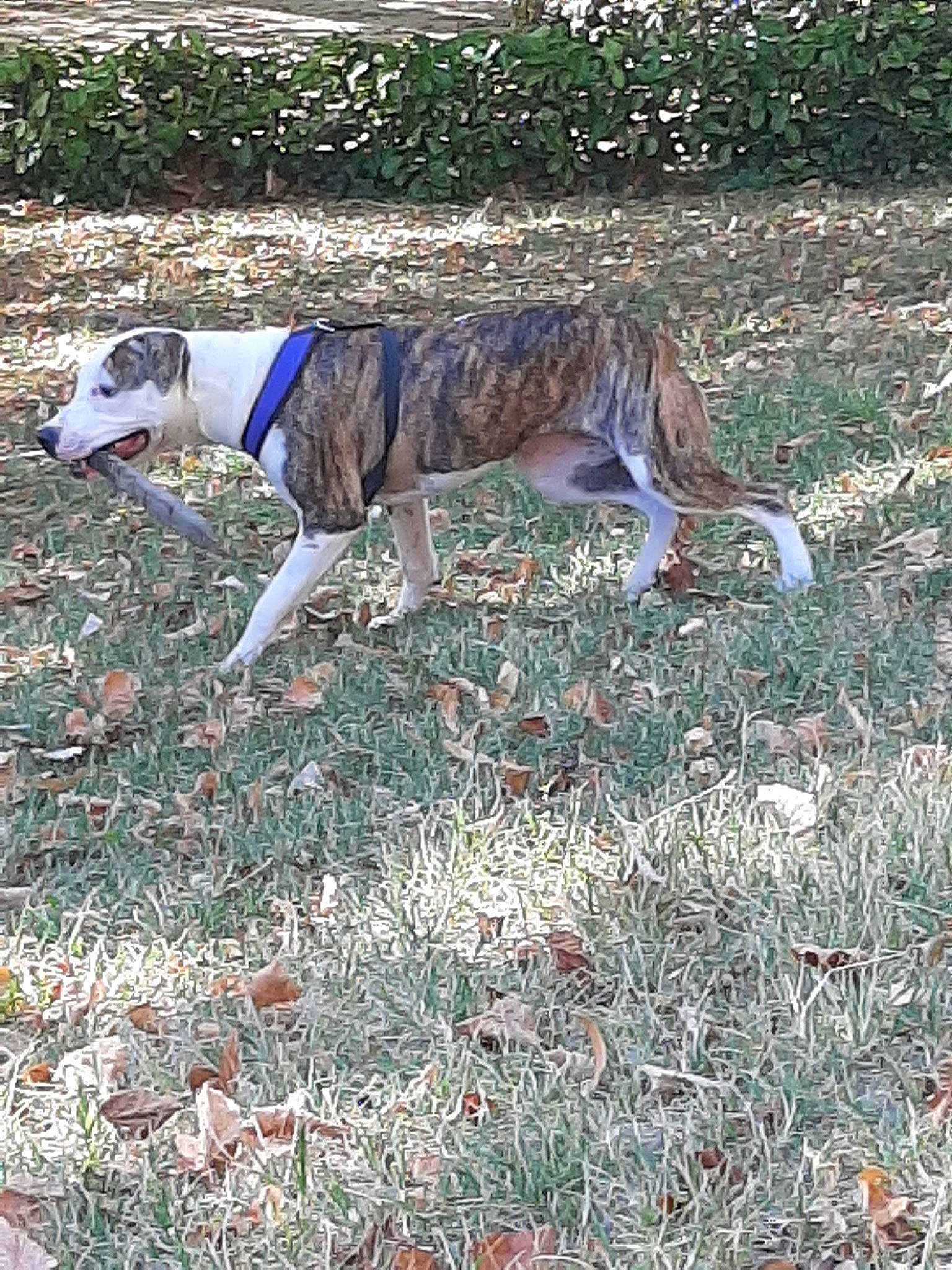 Wilo participe au concours pour gagner de l'argent avec cette photo : american_bulldog, american_staghound, canidae, carnivore, dog, dog_breed, galgo_espanol, grass, greyhound, lurcher, mammal, tail, vertebrate, whippet